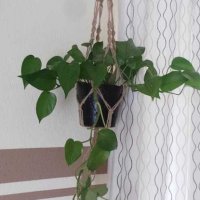 Test: Abseed 4er Set Pflanzen Makramee Aufhänger Jute 4 Bein Blumenampel innen Außen Hängeampel Hängender Test: Abseed 4er Set Pflanzen Makramee Aufhänger Jute 4 Bein Blumenampel innen Außen Hängeampel Hängender